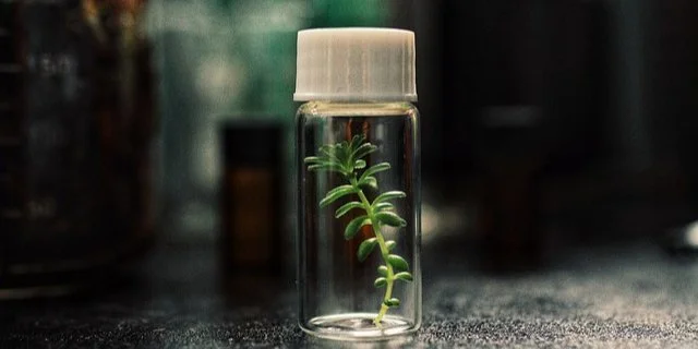 Революція в біотехнології. Дослідники з США створили нову технологію, яка може замінити традиційні методи вирощування тканин у агрономії.