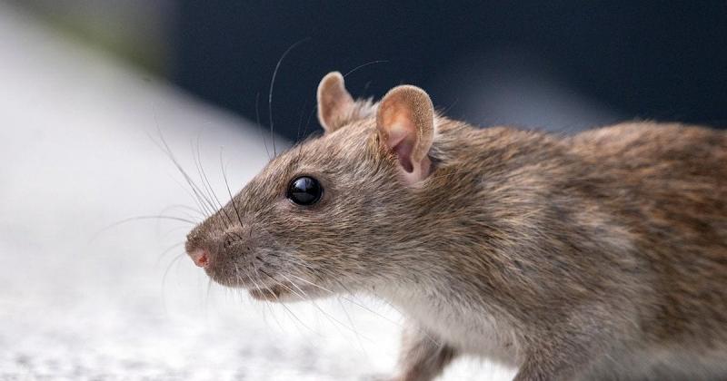 Щури більше не з'являться: таємні методи боротьби, які допоможуть врятувати ваш гараж або підвал.