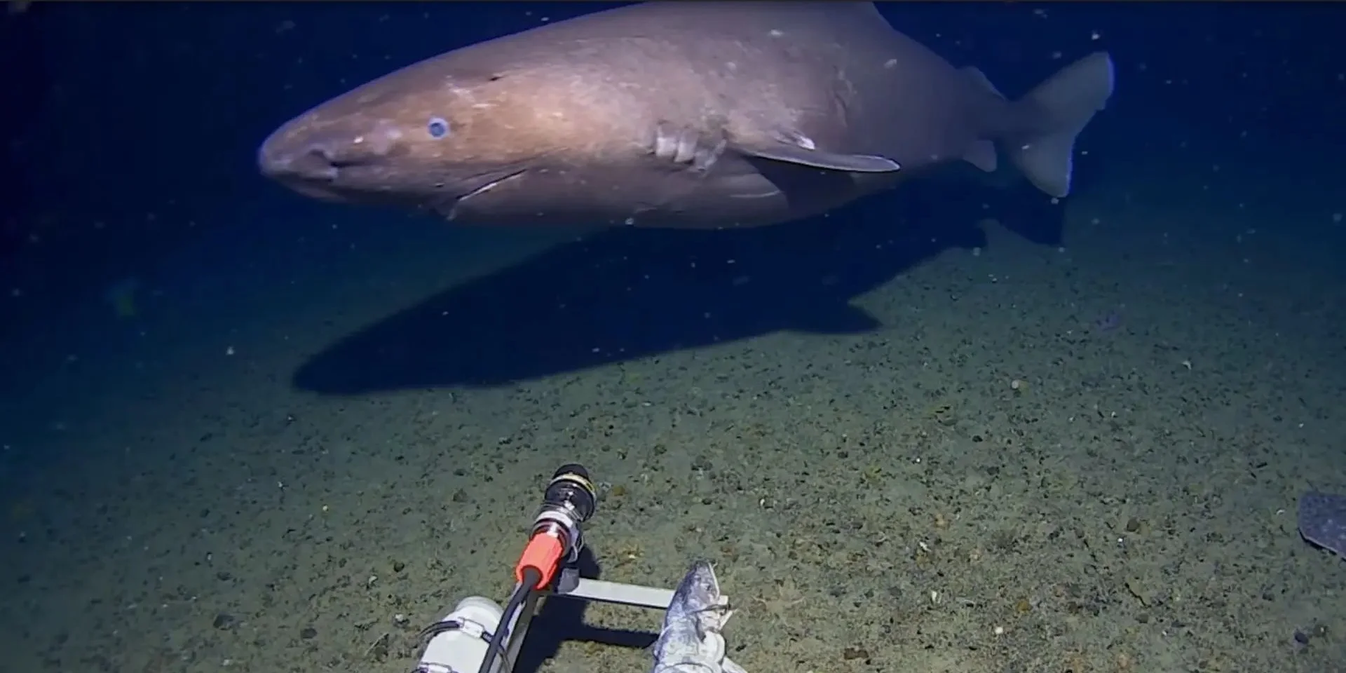 На глибині приблизно 490 метрів в Антарктиці вперше було зафіксовано 4-метрову акулу, що досліджує крижане дно океану.