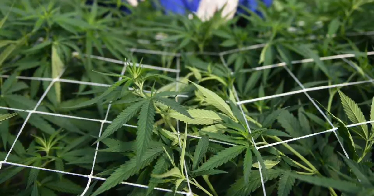 Медичний канабіс і психічне здоров'я: нове дослідження викликає сумніви щодо його лікувальних властивостей.