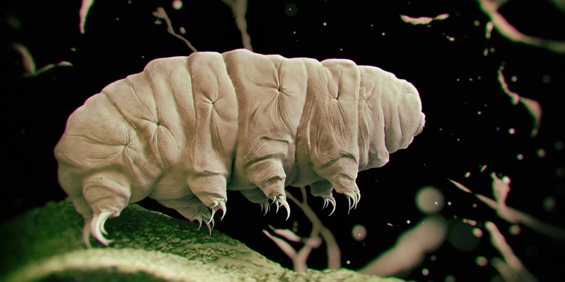 Людям не слід навіть мріяти. Ґрунт на Марсі вбиває організми, які здатні витримувати космічний вакуум, радіаційні випромінювання та екстремальні температури.