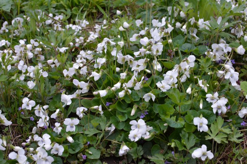 Сьогодні відзначаємо Івана і Віктора. Досліджуємо традиції, заборони та прикмети 18 квітня - всього за 20 хвилин.
