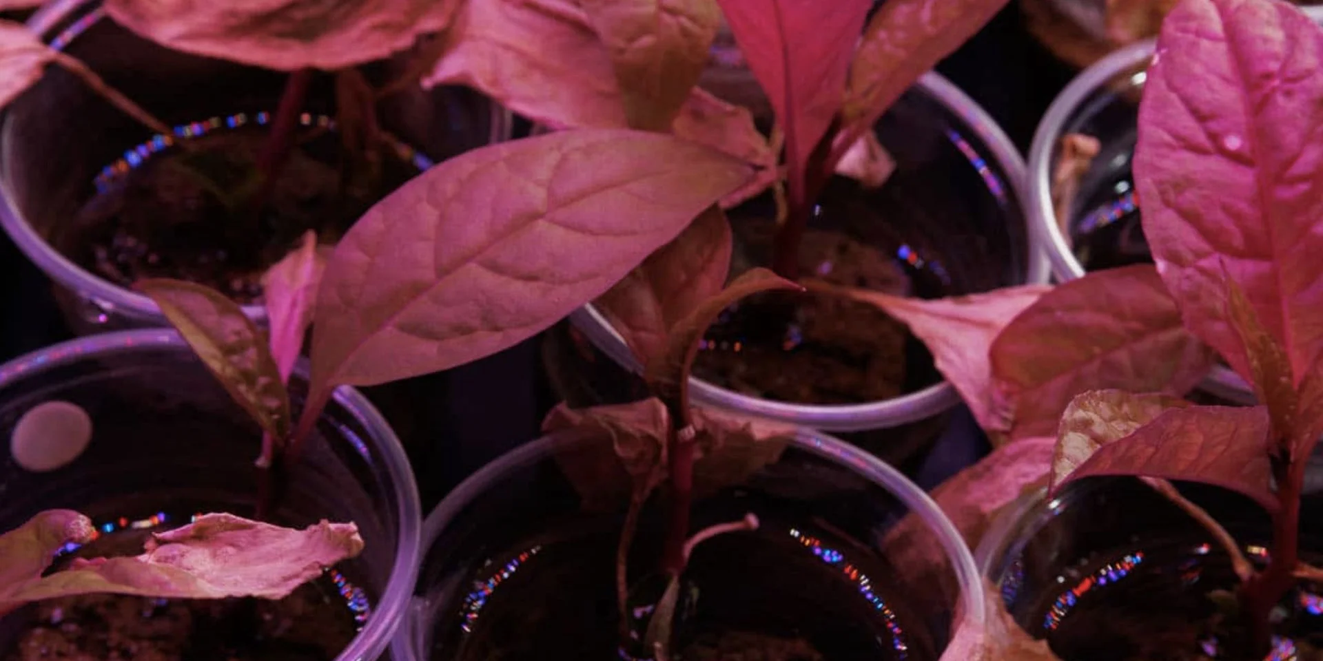 Без руйнування. Дослідники в США розробили новий метод для більш легкого вимірювання рідкісноземельних елементів у рослинних зразках.