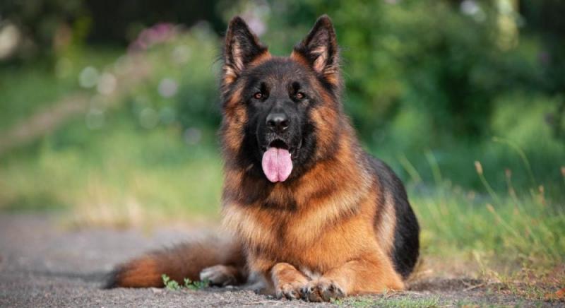 Які породи собак вважаються найрозумнішими: ветеринари виділили 4 