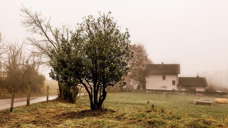 Які дерева слід уникати для посадки біля вашого дому - корисні поради.