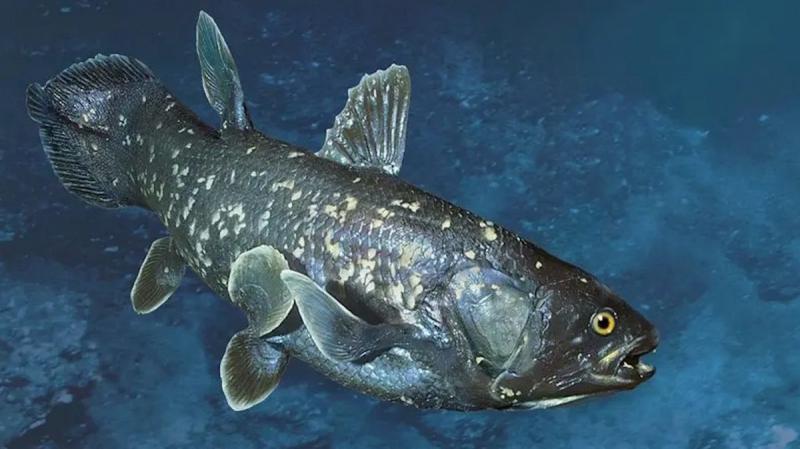 5 видів тварин, які вважалися зниклими, але їх знову помічали - Цікаве 24