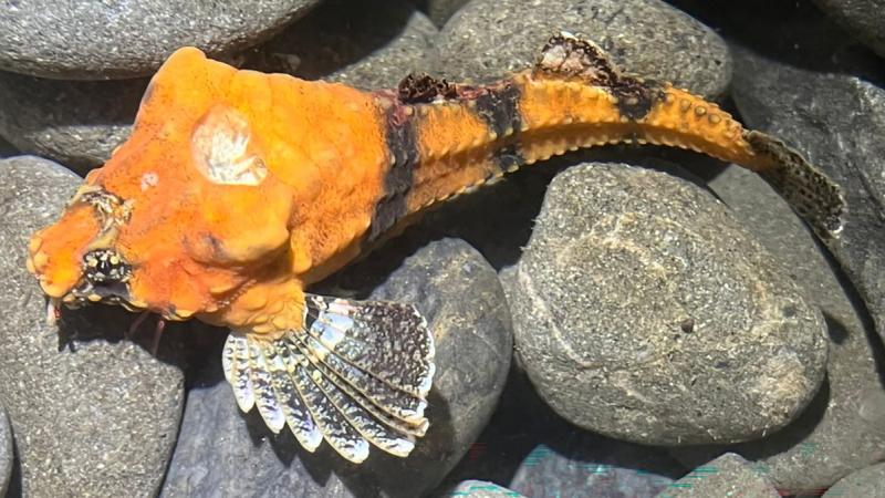 Bothragonus swanii — це риба, що має характерну особливість: у її голові є отвір. Які факти про цю рибу відомі, і яка роль цього незвичайного анатомічного утворення?