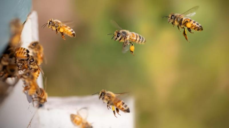 Мозок бджоли як альтернатива дата-центрам: у Європейському Союзі розробляють надзвичайно енергоефективний 