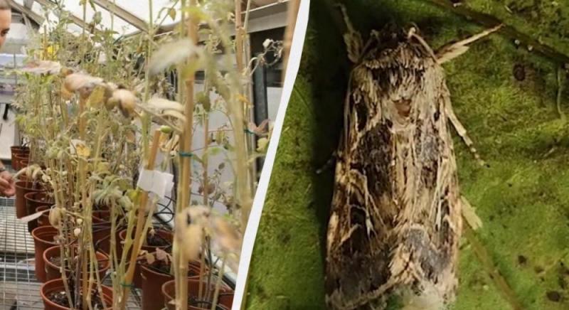 Дослідники з'ясували, що рослини, перебуваючи в стресових умовах, видають звуки, які можуть сприймати комахи. Які наслідки це може мати для фермерів?