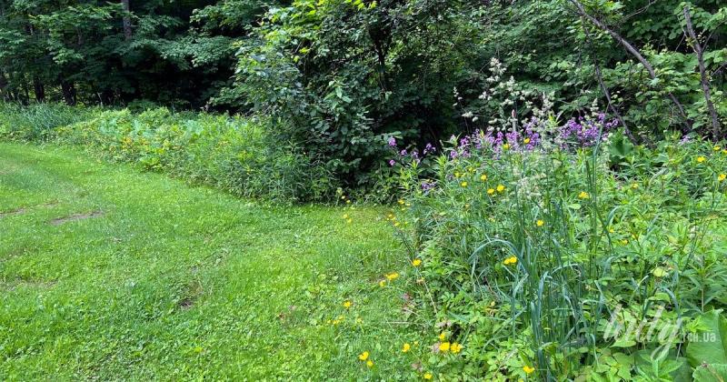 Дует натрапив на незвичайний артефакт, захований під заростями: відкриття вразило науковців (фото)