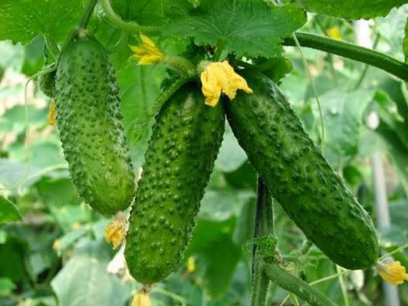 Школа садівника: коли, як і чим полити огірки в спекотну погоду.