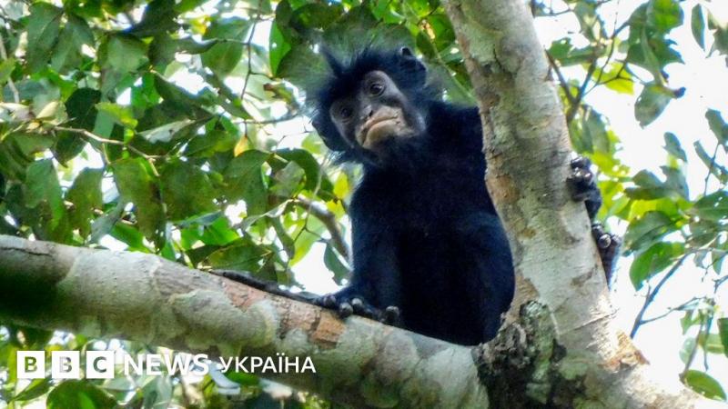 Дослідники виявили новий вид приматів з помаранчевими губами, які ховалися в лісі.